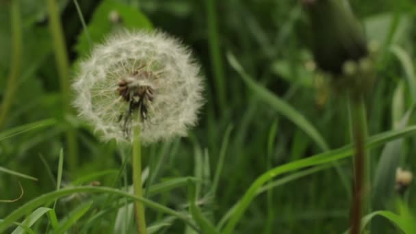 Closeup of a white dandelion — Stock Video