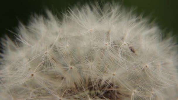 Closeup of a white dandelion — Stock Video