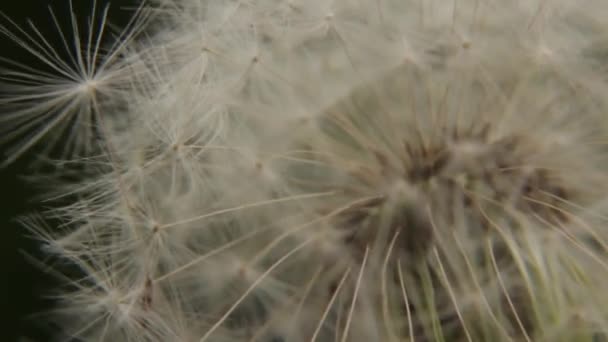 Primer plano de un diente de león blanco — Vídeo de stock