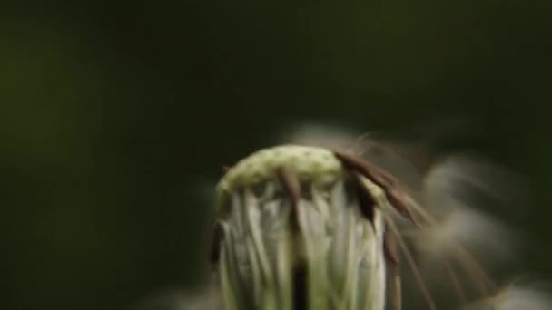 Closeup of a white dandelion — Stock Video