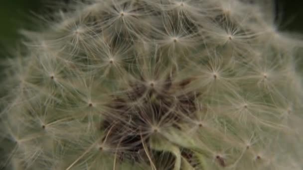 Closeup of a white dandelion — Stock Video
