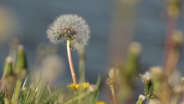 Close-up van een witte paardebloem — Stockvideo