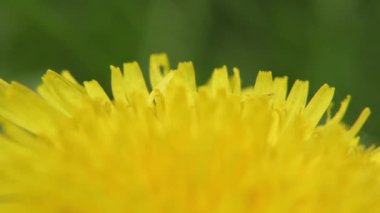 Sarı karahindiba tarlada. Yakın plan..