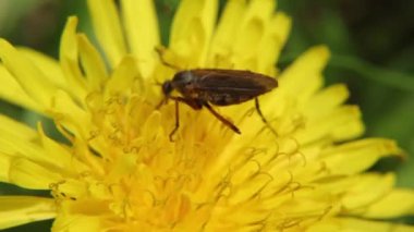 Sarı karahindiba tarlada. Yakın plan..