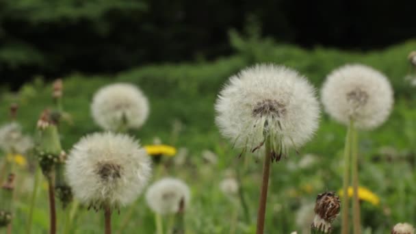 Primer plano de un diente de león blanco — Vídeos de Stock