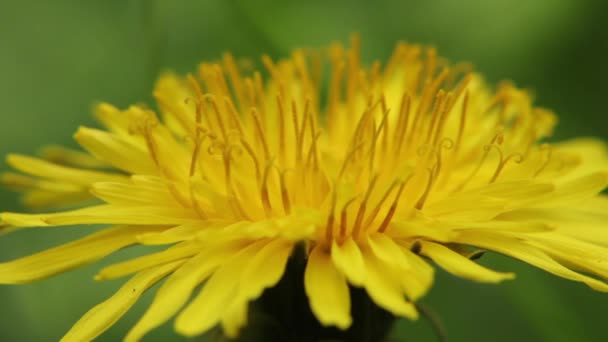 Yellow dandelion in the field. Close-up. — Stock Video