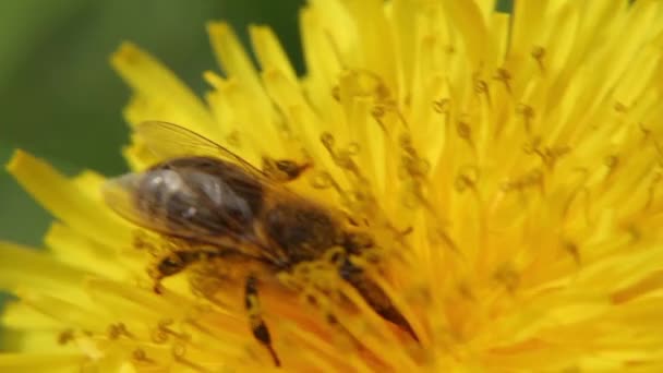 Um dente-de-leão amarelo no campo. Close-up. Uma abelha em um dente de leão coleta néctar . — Vídeo de Stock