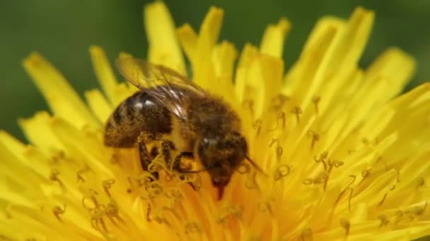 Gelber Löwenzahn auf dem Feld. Nahaufnahme. Eine Biene auf dem Löwenzahn sammelt Nektar. — Stockvideo