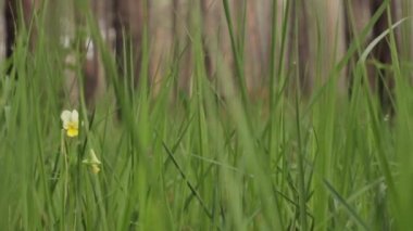 Çimlerin üzerine çiy damlaları. Yakın plan..