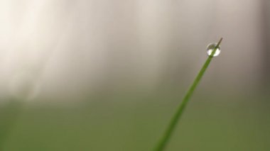 Çimlerin üzerine çiy damlaları. Yakın plan..