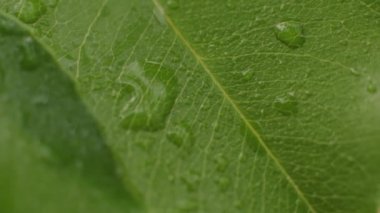 Yeşil yaprağın üzerindeki çiy tanesi. Yakın plan.