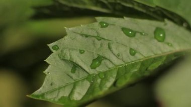 Yeşil yaprağın üzerindeki çiy tanesi. Yakın plan.