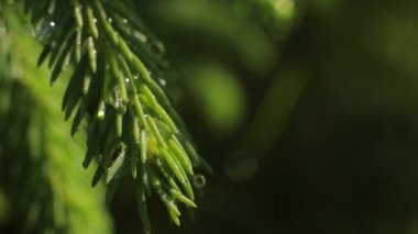 Ladin iğnelerinde çiy taneleri. Yakın plan.