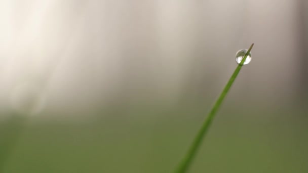 Drops of dew on the grass. Close-up. — Stock Video