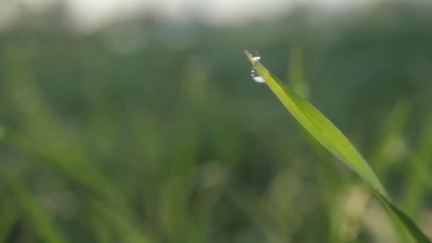 Drops of dew on the grass. Close-up. — Stock Video