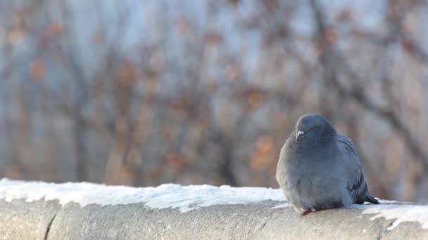 Kışın karda güvercin. Kyiv. Ukrayna — Stok video
