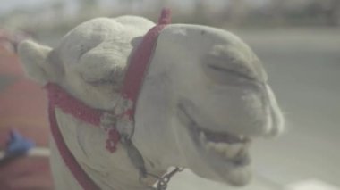 Bir devenin yakın çekimi. Mısır. Sharm-el-Sheikh