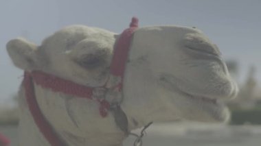 Bir devenin yakın çekimi. Mısır. Sharm-el-Sheikh