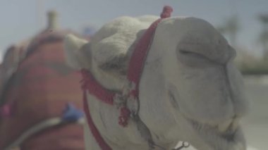 Bir devenin yakın çekimi. Mısır. Sharm-el-Sheikh