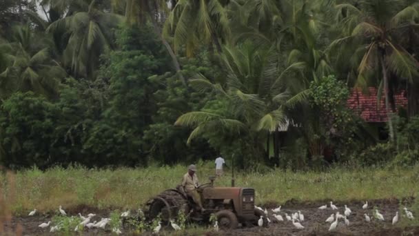 Feldarbeit mit einem Traktor. sri lanka. — Stockvideo