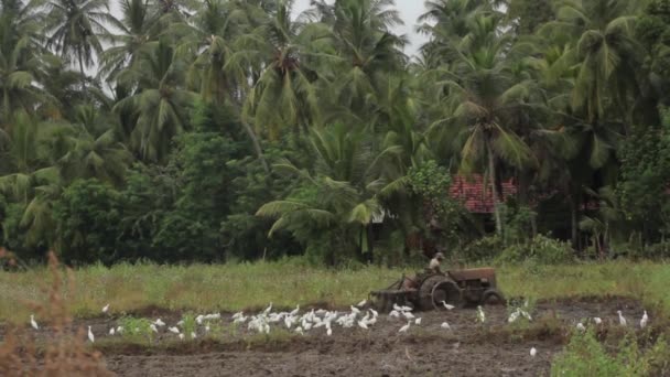 Werk in het veld op een tractor. Sri Lanka. — Stockvideo