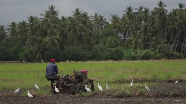 Werk in het veld op een tractor. Sri Lanka. — Stockvideo