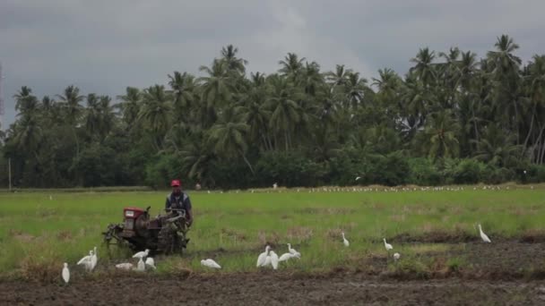 Feldarbeit mit einem Traktor. sri lanka. — Stockvideo