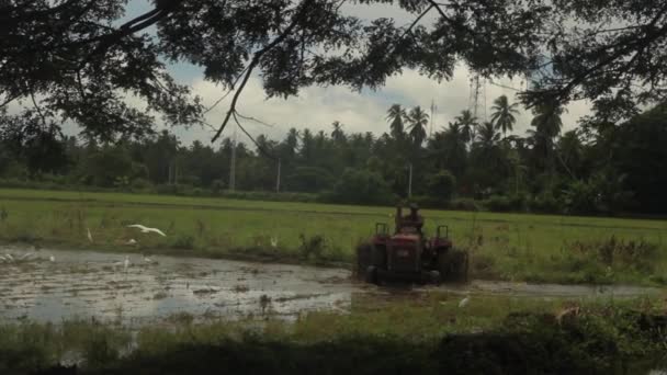 Trabajar en el campo en un tractor. Sri Lanka . — Vídeos de Stock