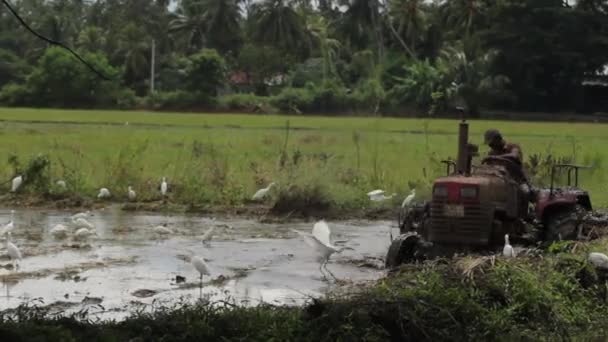 Arbeta på fältet på en traktor. Sri Lanka. — Stockvideo