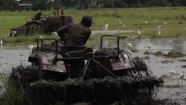 Trabajar en el campo en un tractor. Sri Lanka . — Vídeos de Stock