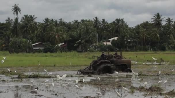 Werk in het veld op een tractor. Sri Lanka. — Stockvideo