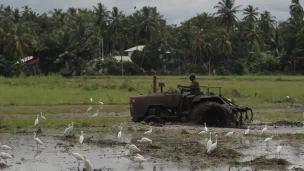 Feldarbeit mit einem Traktor. sri lanka. — Stockvideo