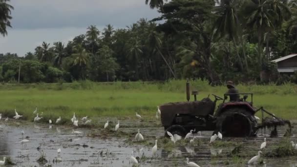 Dolgozz terepen egy traktoron. Srí Lanka. — Stock videók