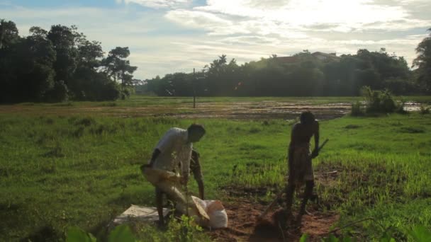 Trabajo duro en el campo. Sri Lanka . — Vídeos de Stock