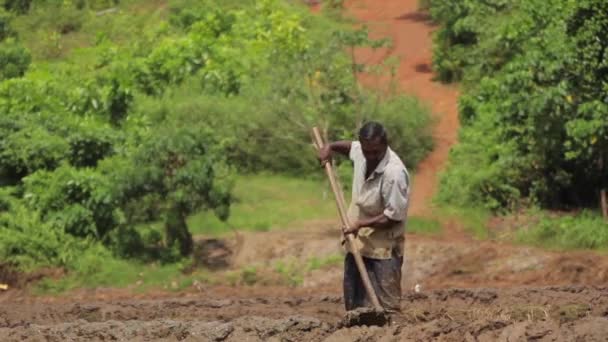 Hårt arbete ute på fältet. Sri Lanka. — Stockvideo