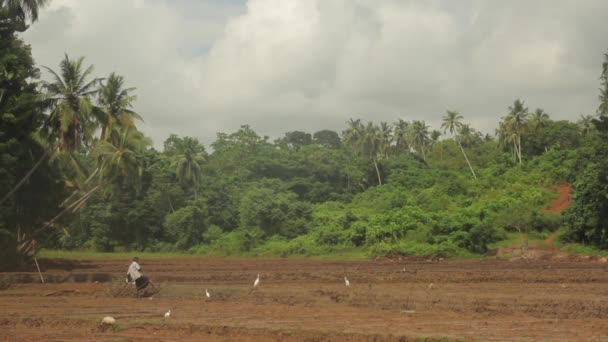 Harte Arbeit auf dem Feld. sri lanka. — Stockvideo