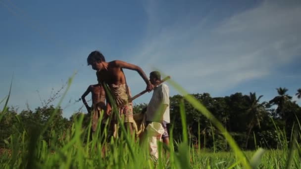 Hard werken in het veld. Sri Lanka. — Stockvideo