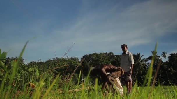 Hard werken in het veld. Sri Lanka. — Stockvideo