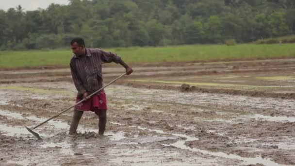 Trabalho duro no terreno. Sri Lanka . — Vídeo de Stock