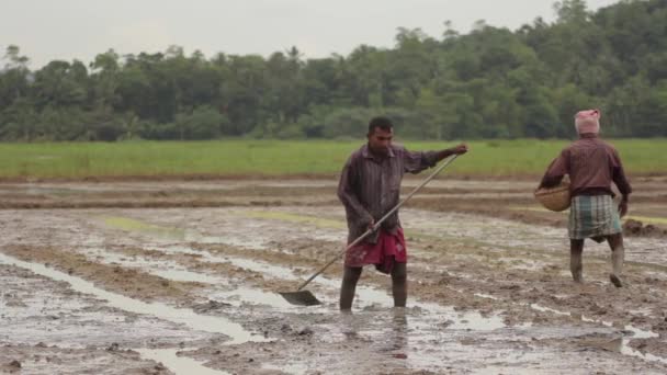 Harte Arbeit auf dem Feld. sri lanka. — Stockvideo