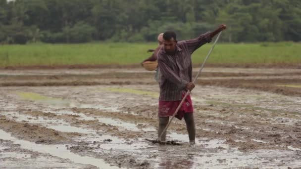 Hårt arbete ute på fältet. Sri Lanka. — Stockvideo