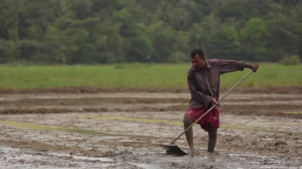Un duro lavoro sul campo. Sri Lanka . — Video Stock