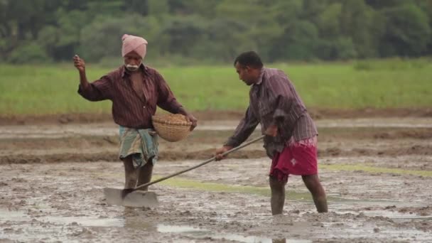 Harte Arbeit auf dem Feld. sri lanka. — Stockvideo