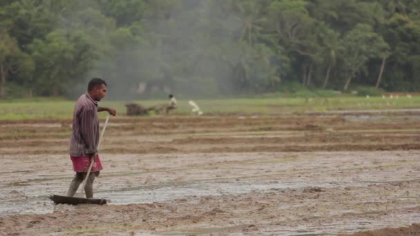 Hårt arbete ute på fältet. Sri Lanka. — Stockvideo