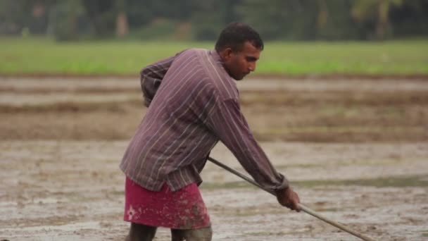 Tvrdá práce v terénu. Srí Lanka. — Stock video