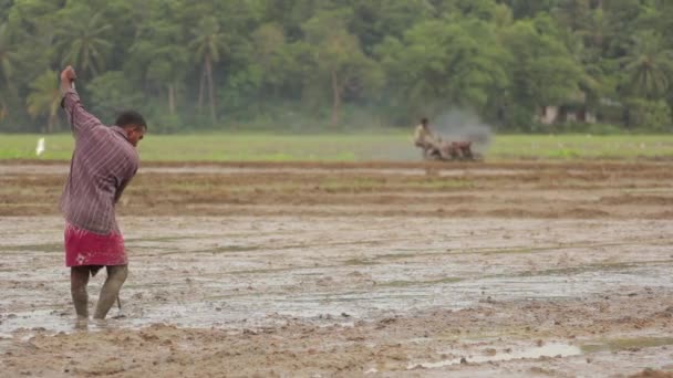 Harte Arbeit auf dem Feld. sri lanka. — Stockvideo