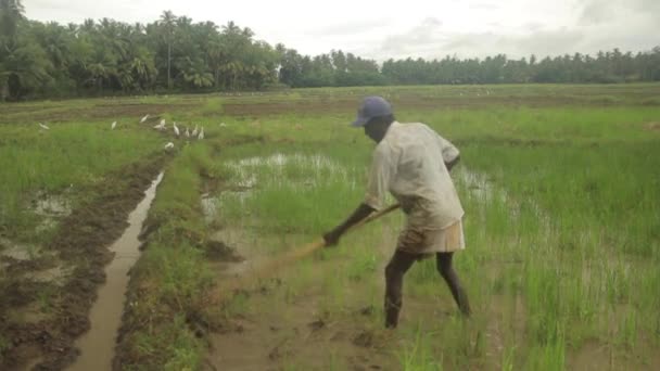 Trabalho duro no terreno. Sri Lanka . — Vídeo de Stock