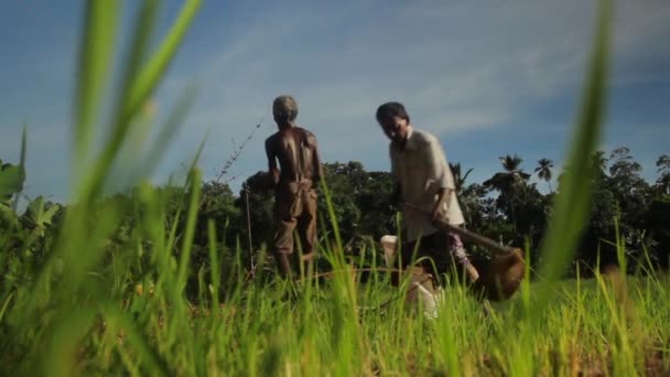 Hard werken in het veld. Sri Lanka. — Stockvideo