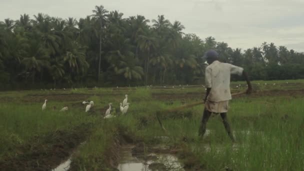 Harte Arbeit auf dem Feld. sri lanka. — Stockvideo