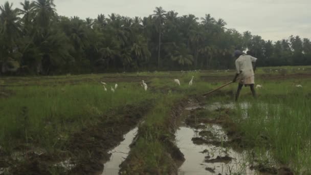 Un duro lavoro sul campo. Sri Lanka . — Video Stock